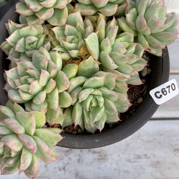 c670一物一拍多肉