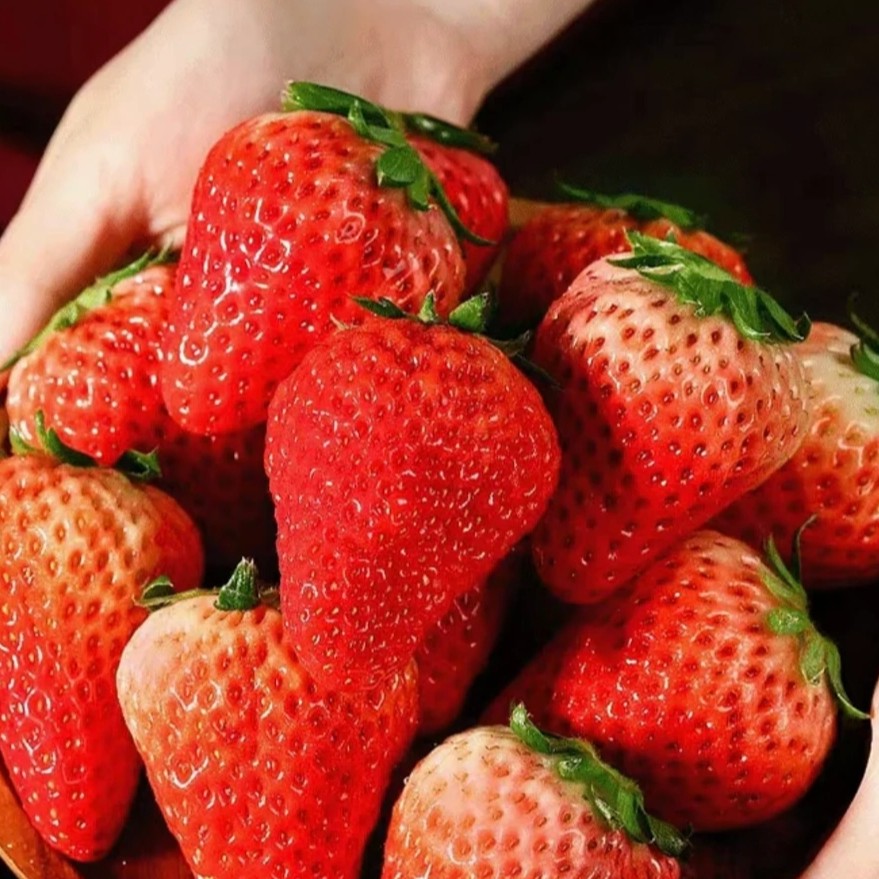 丹东久久草莓带箱1.2斤左右安徽省