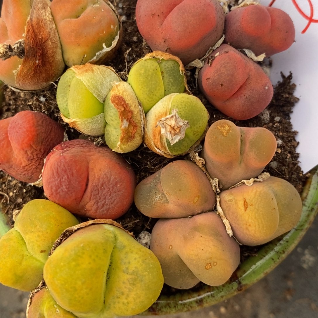 627母本多头彩蟠桃一组