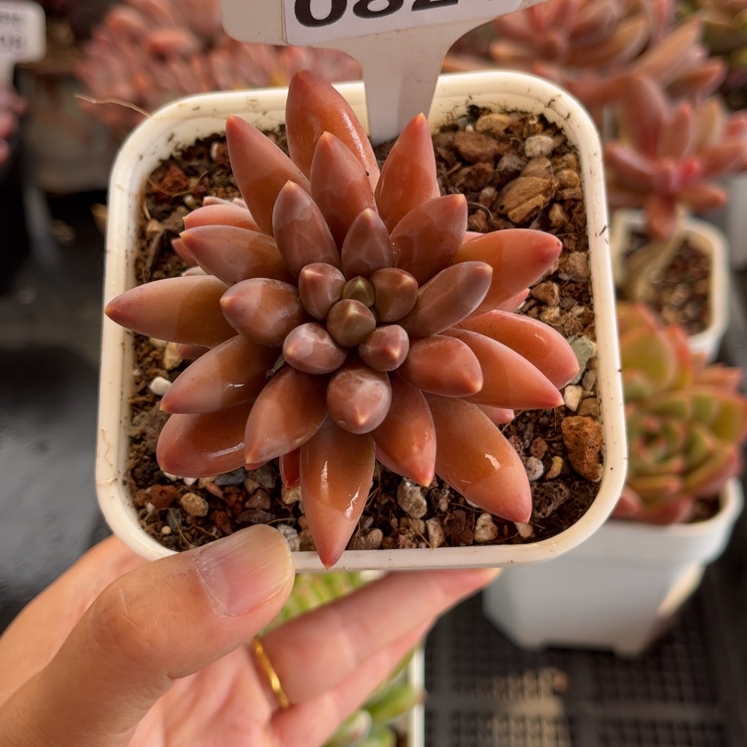 0821 天冷必拍保温箱