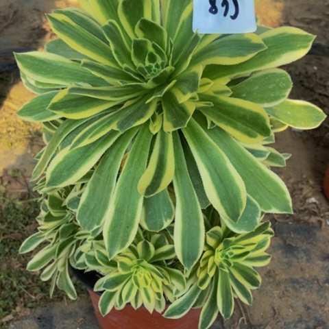 绿羊绒锦多肉植物835多肉