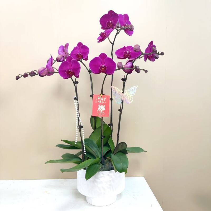 A级【大辣椒】精品蝴蝶兰艺术组盆