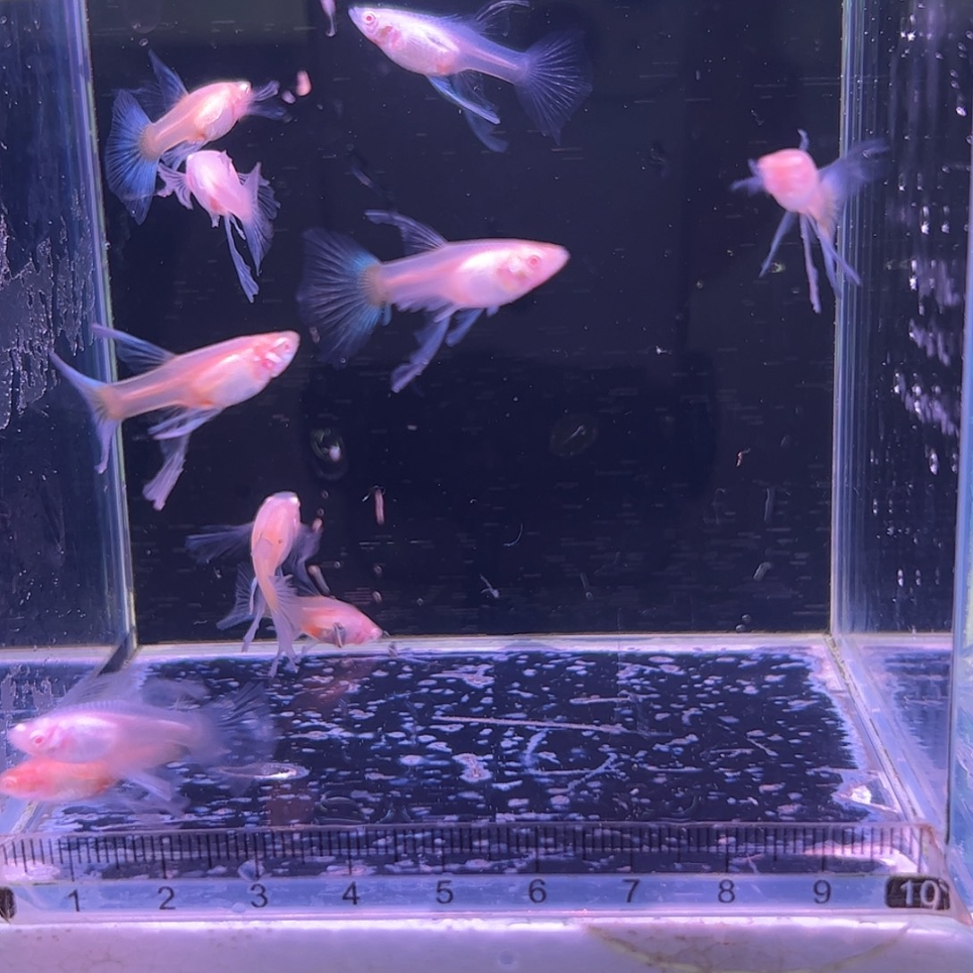 孔雀鱼蓝白超白缎带母10条