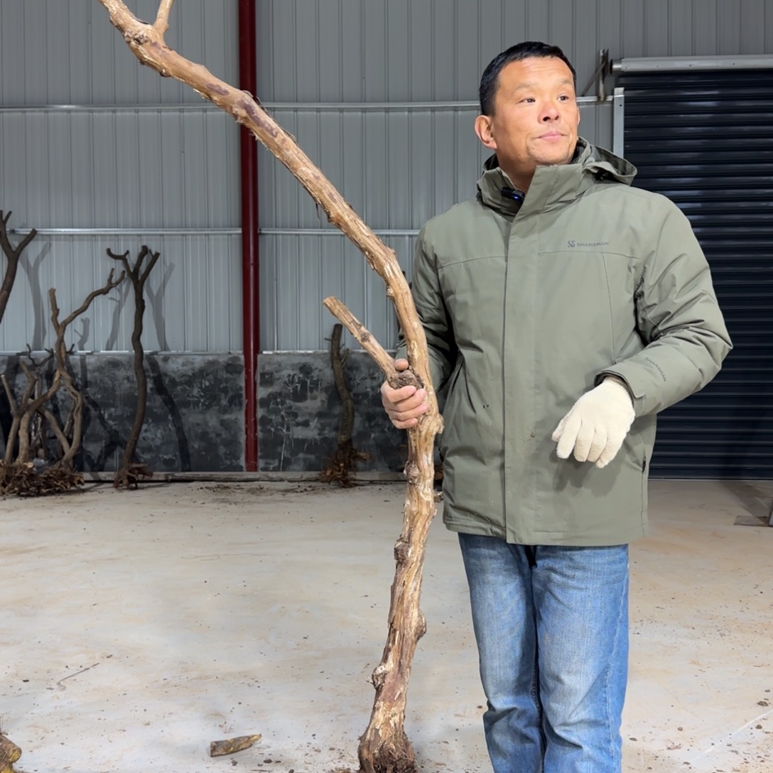 鑫***合无花朵果盆111111