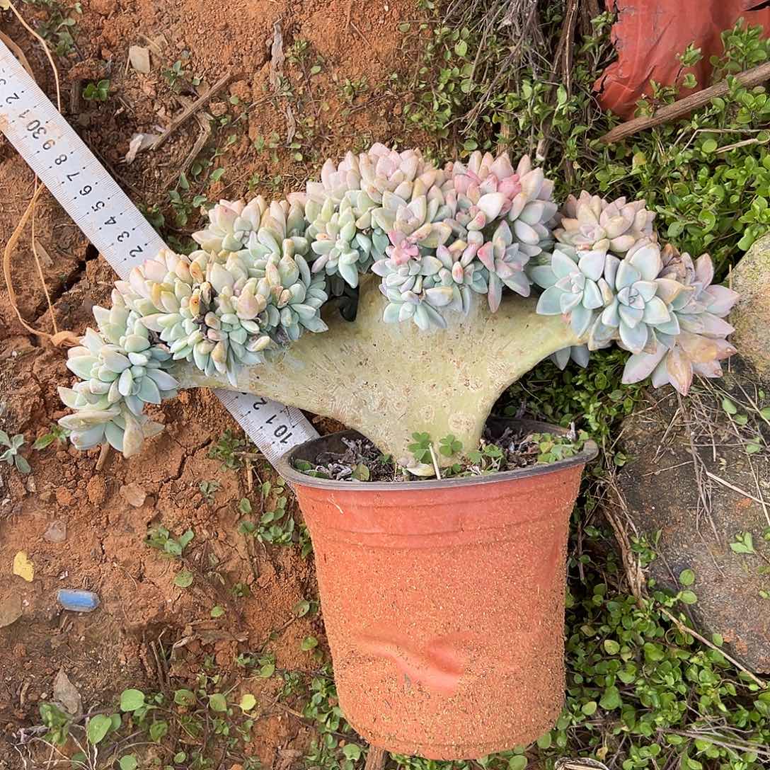 童***趣淡雪缀化444多肉一棵2829