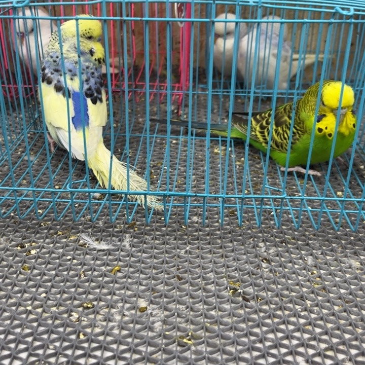 老***乡虎皮鹦鹉虎皮鹦鹉