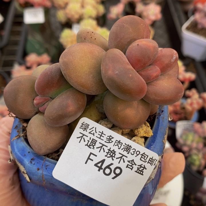 芒果奶8cm469多肉植物