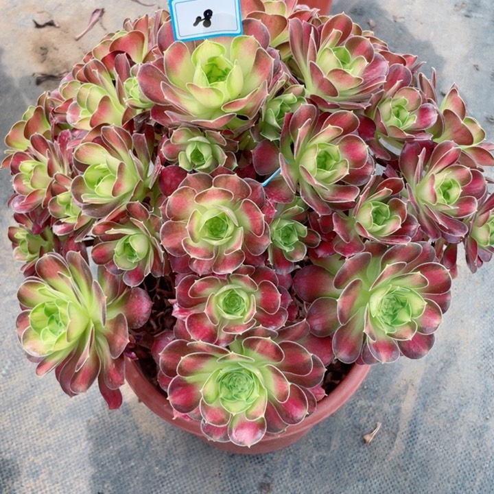 18老庄多肉法师韶华