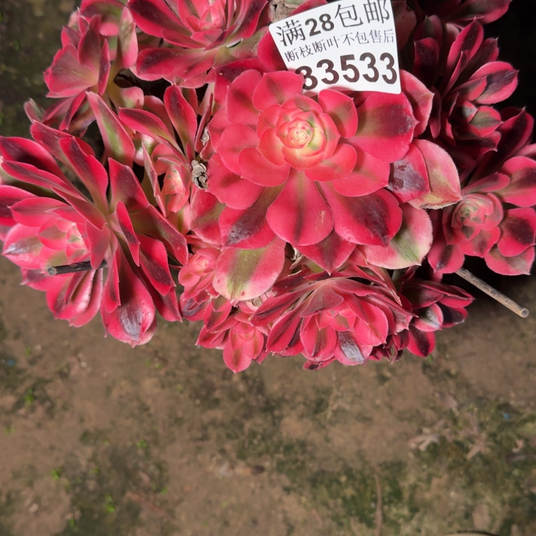 33533女巫多肉植物