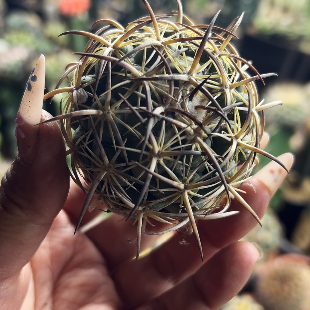 钢钉仙人球11111111