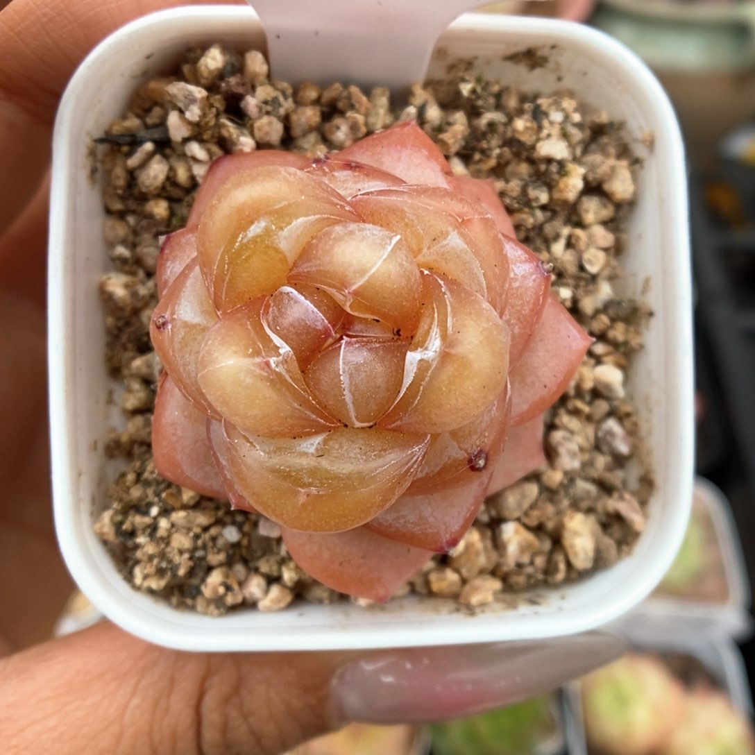 星梦可拍490号。      