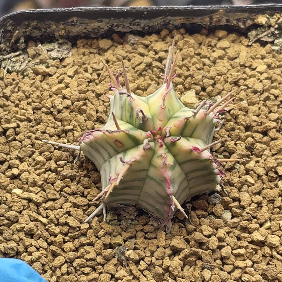 羽田斑马锦大戟微瑕