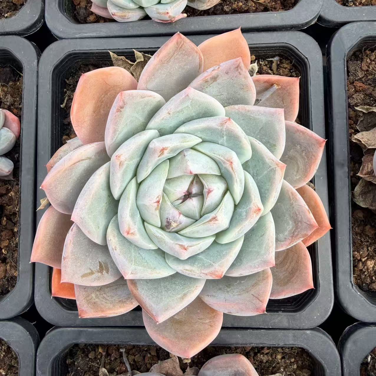 0199-冰泉-从前慢花园东云系多肉植物