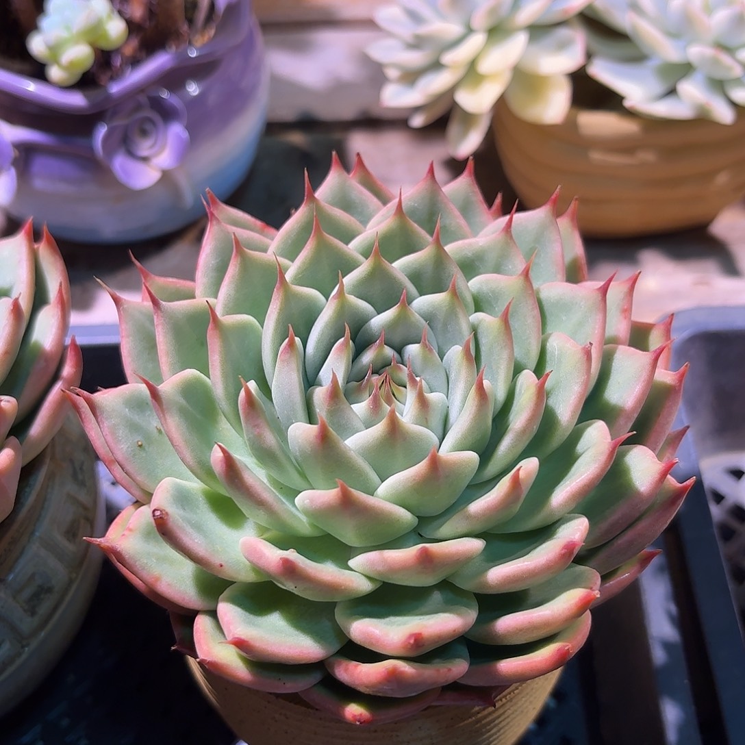 托斯卡内利多肉多肉多肉