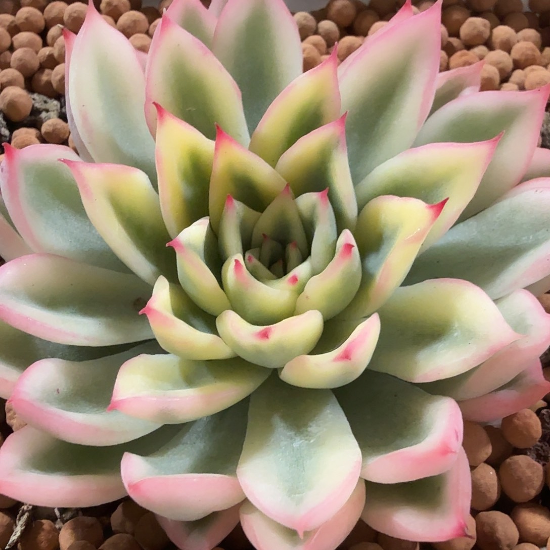 新圣骑兵锦，多肉植物