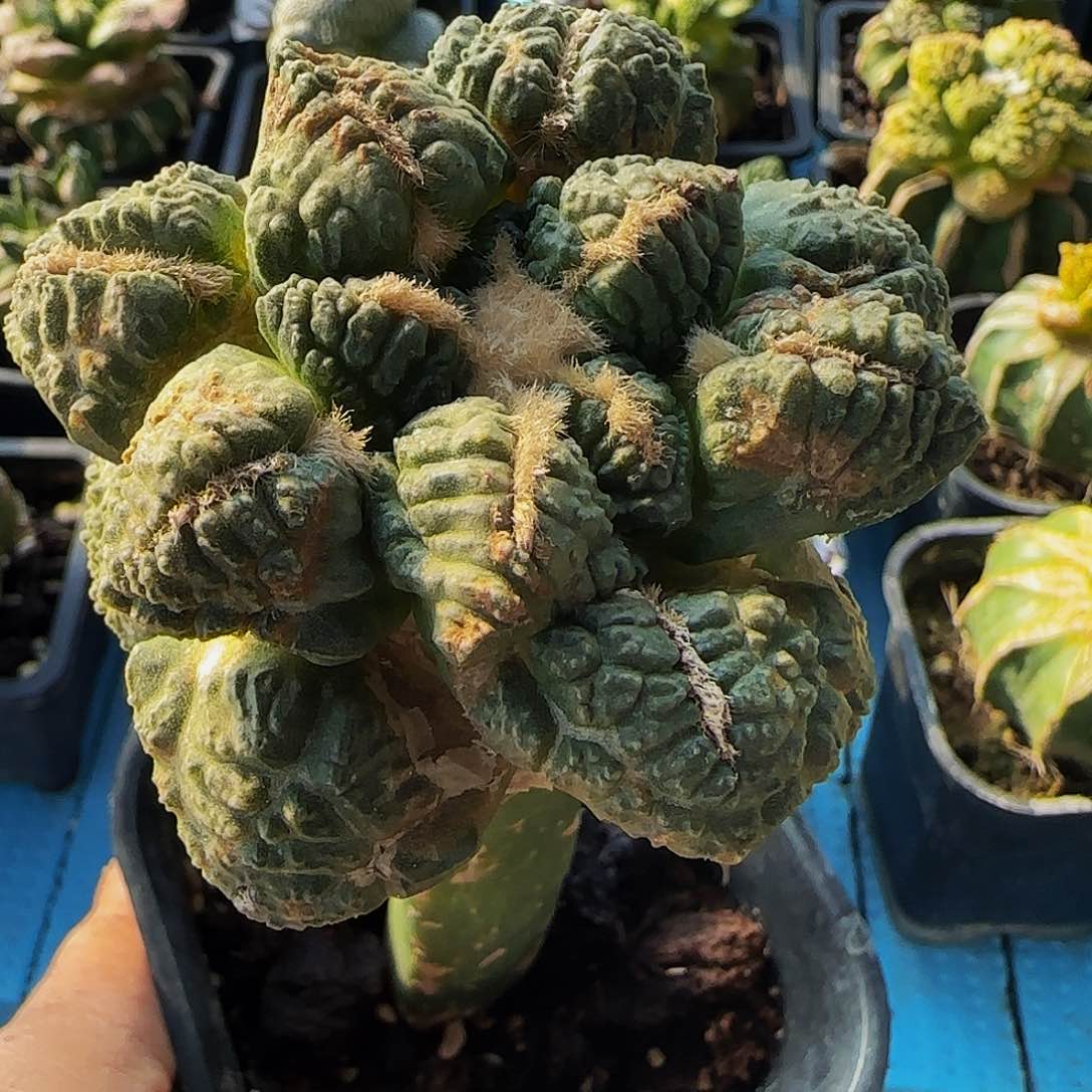 老龟甲403仙人球