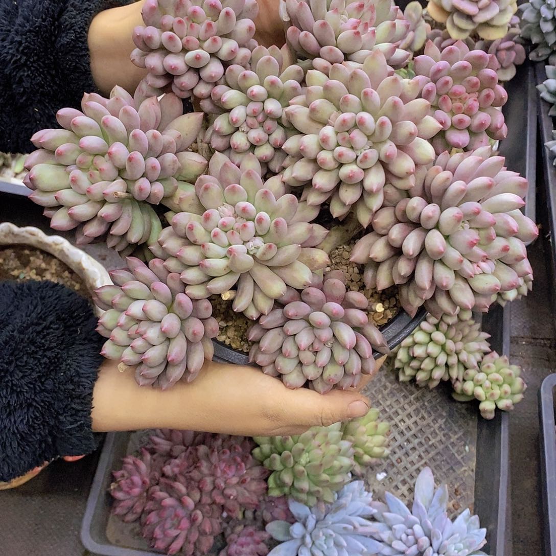 曾***节多肉植物多肉植物