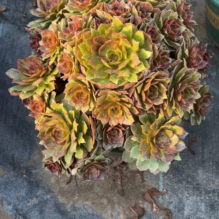 红丝多肉植物老桩