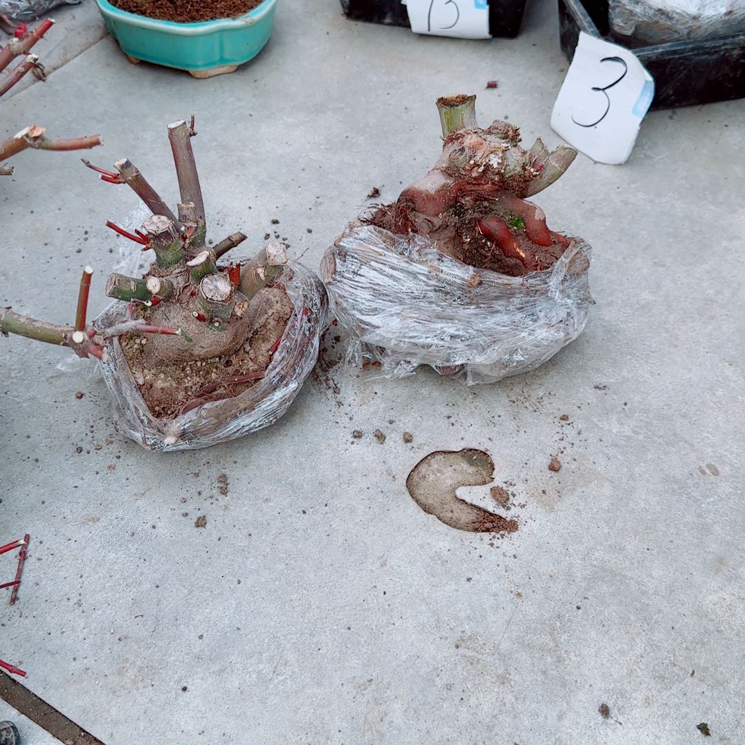 阳***.无花朵出山红叶老桩