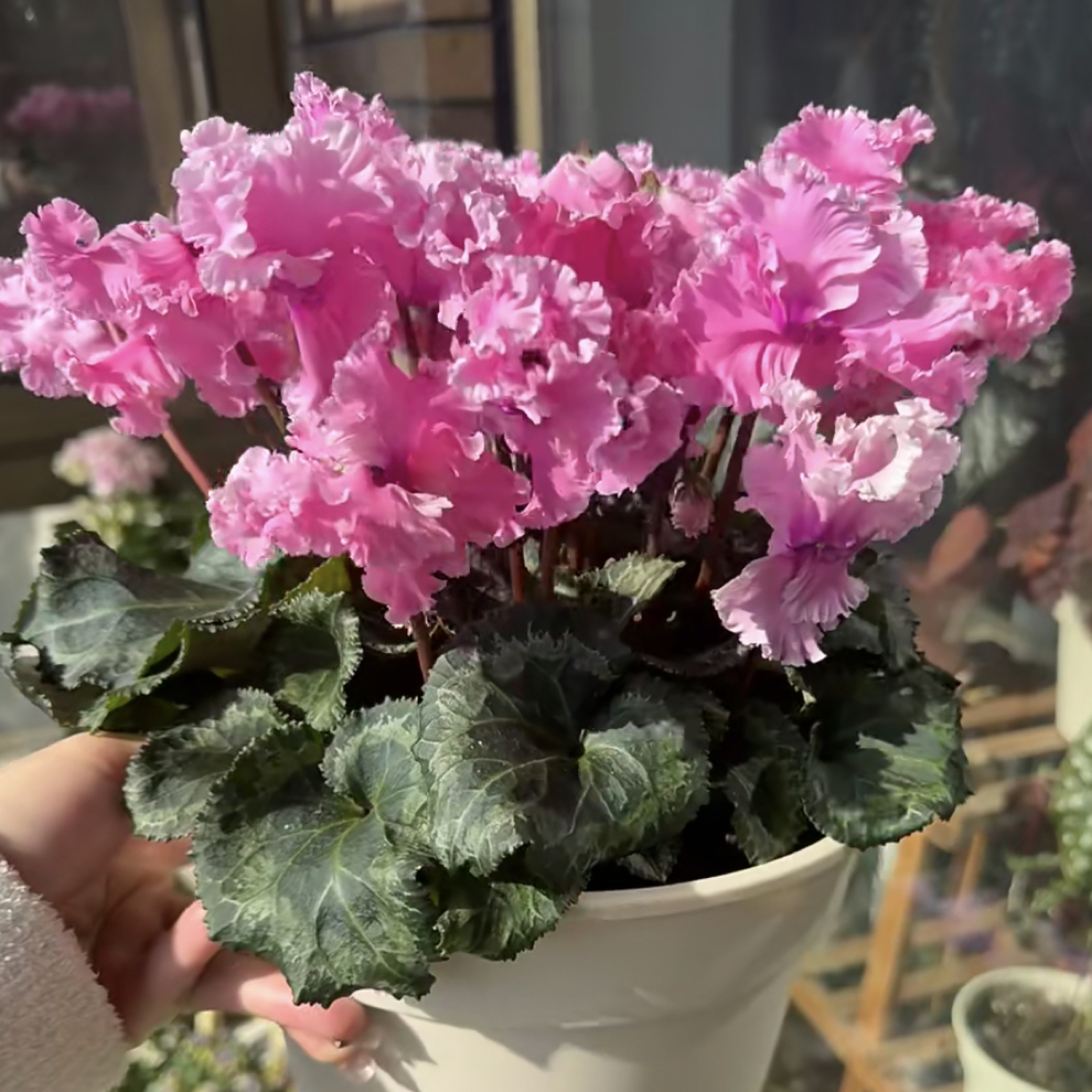 150【皱边浅粉】人间爆米花！仙客来好看好养四季开花耐寒稀有款