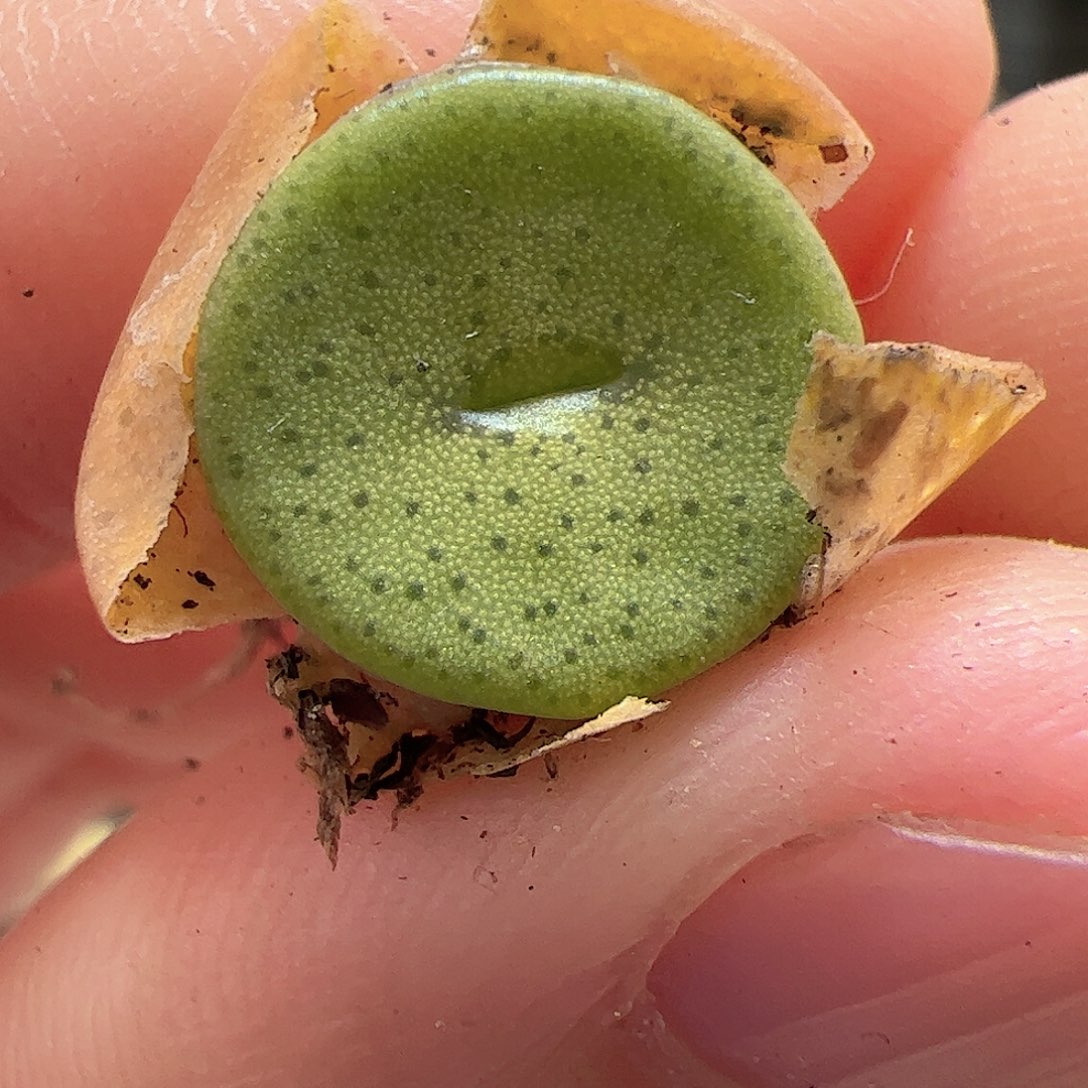 【闪购商品】307 金币