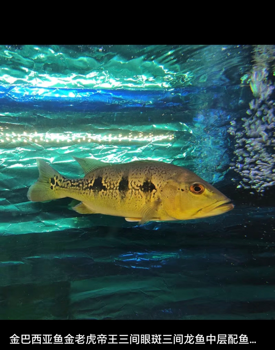 黄金巴西亚鱼苗活体虫纹皇冠三间鱼老虎大中型热带淡水观赏