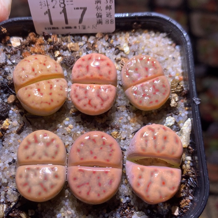 精品生石花28.117