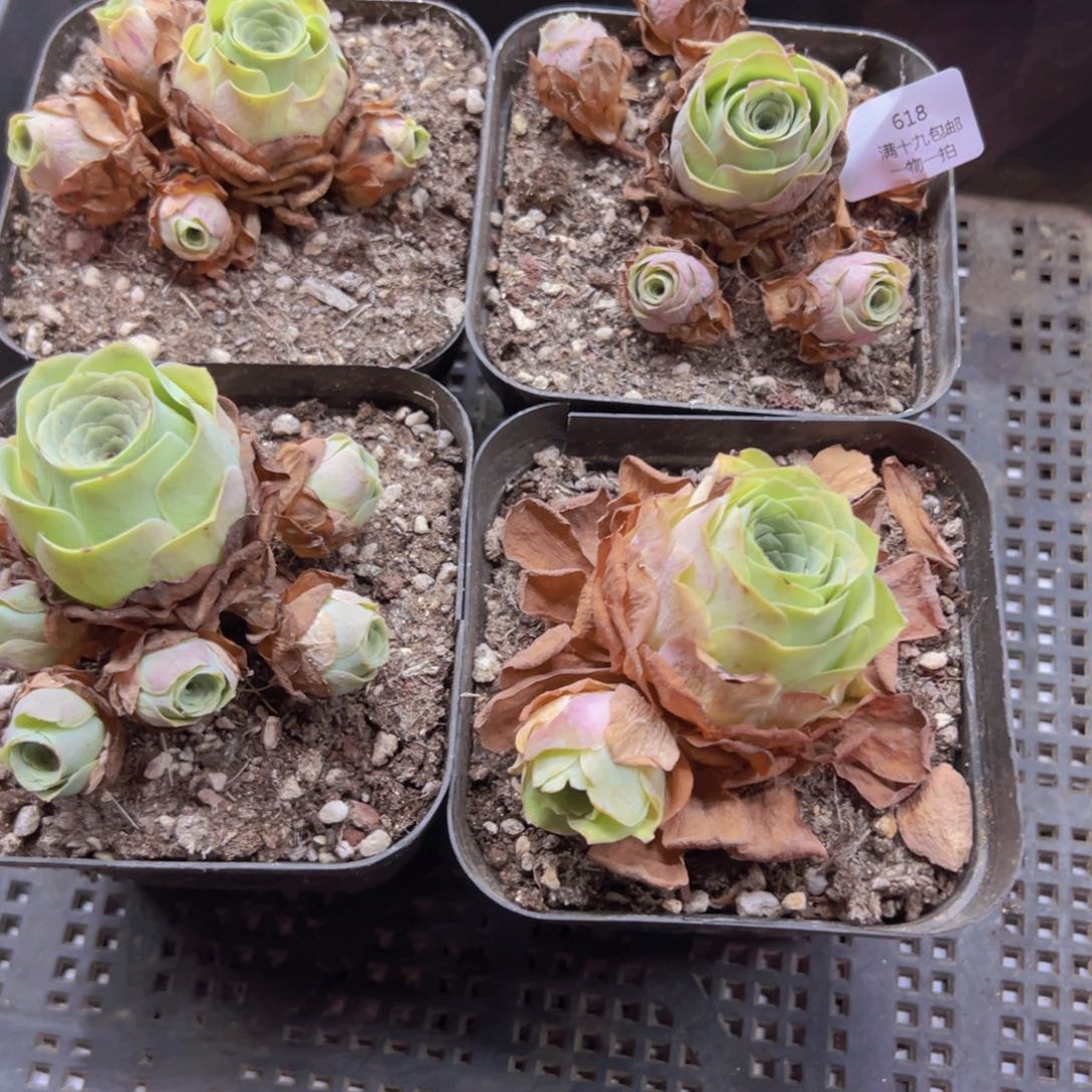 @****618 侧牙掉了不包损无售后