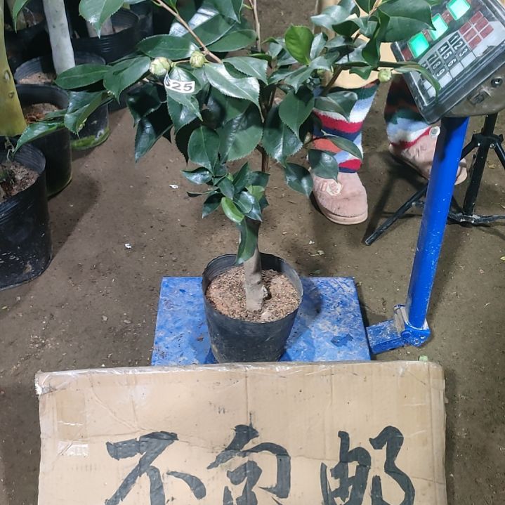 525不知名，原盆原土发货，不包邮