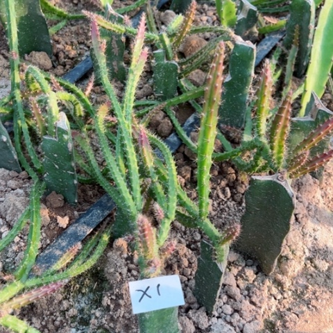 X1嫁接鼠尾令箭XB30