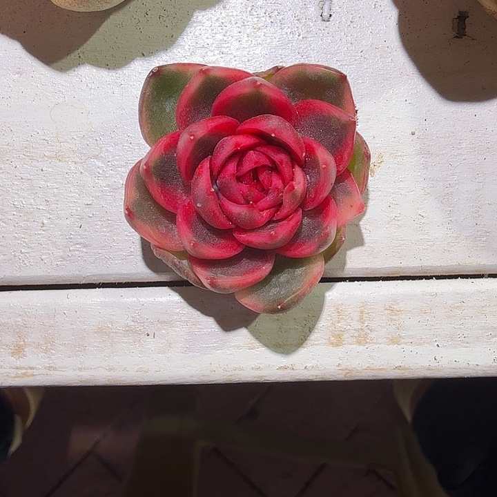 紫水晶锦多肉植物