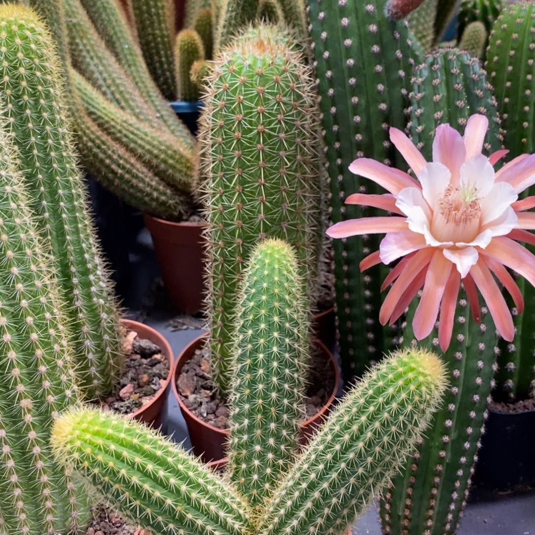 三头奥拓金妞一杯