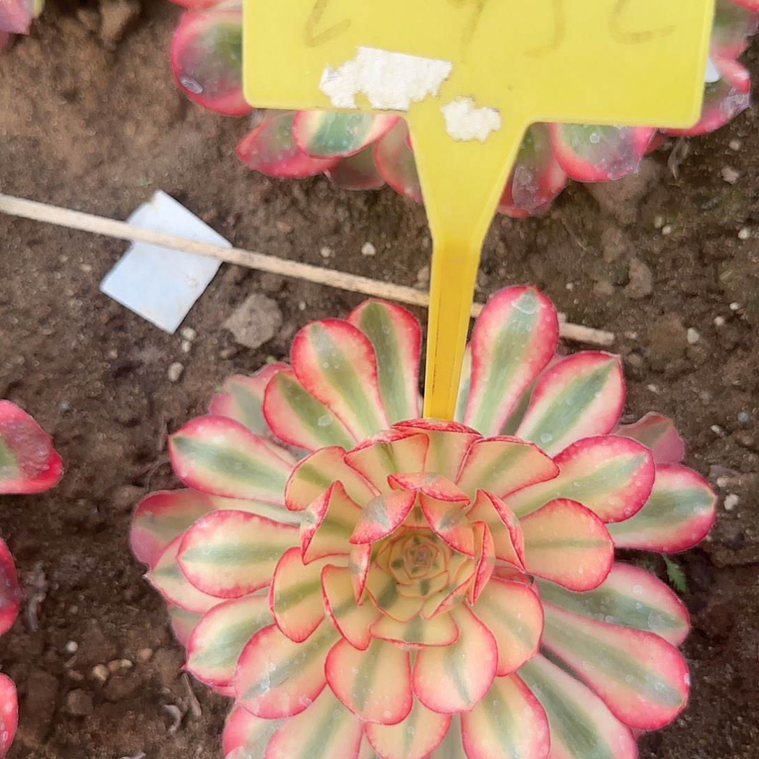 2-432---多头多肉植物