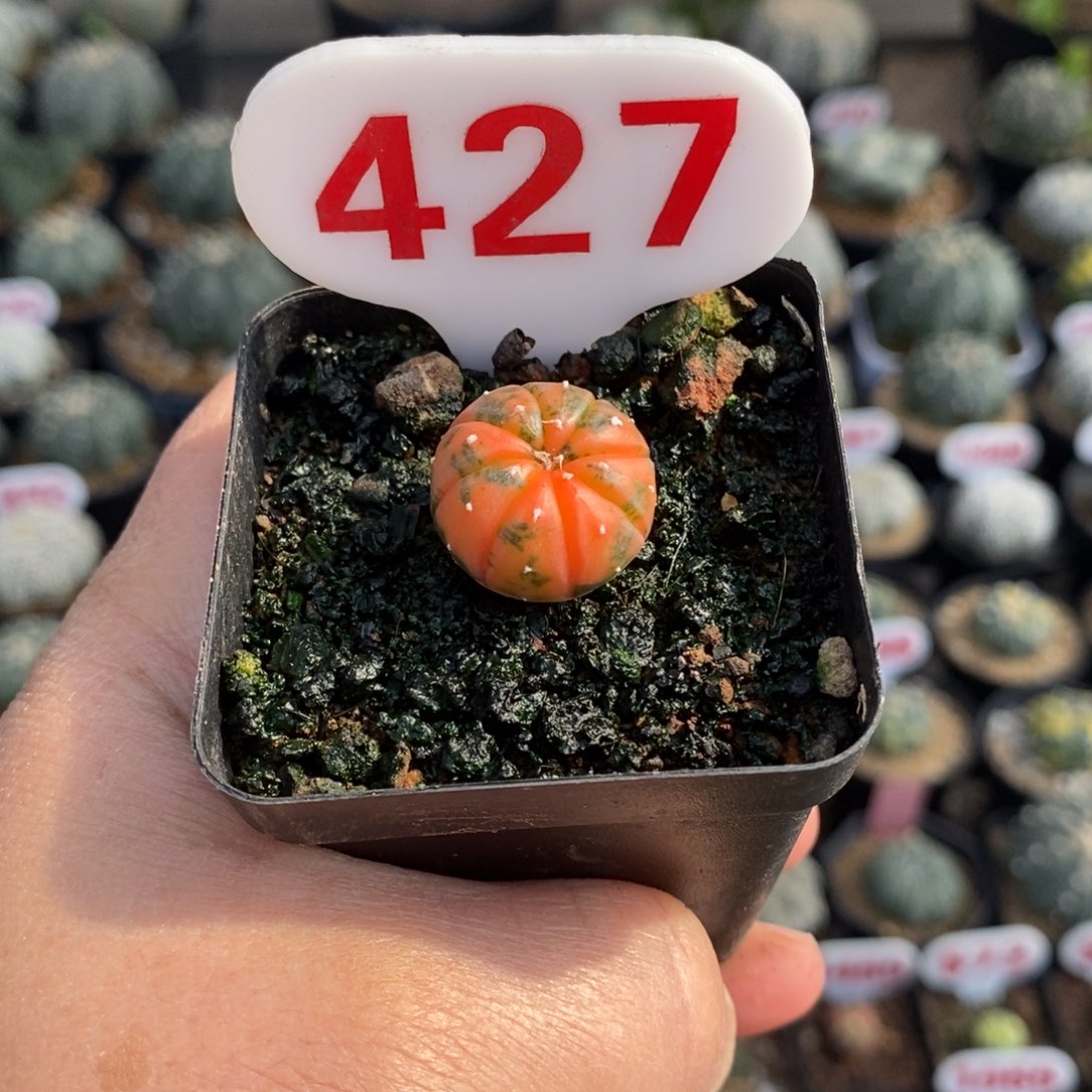 427兜锦福利多多哦