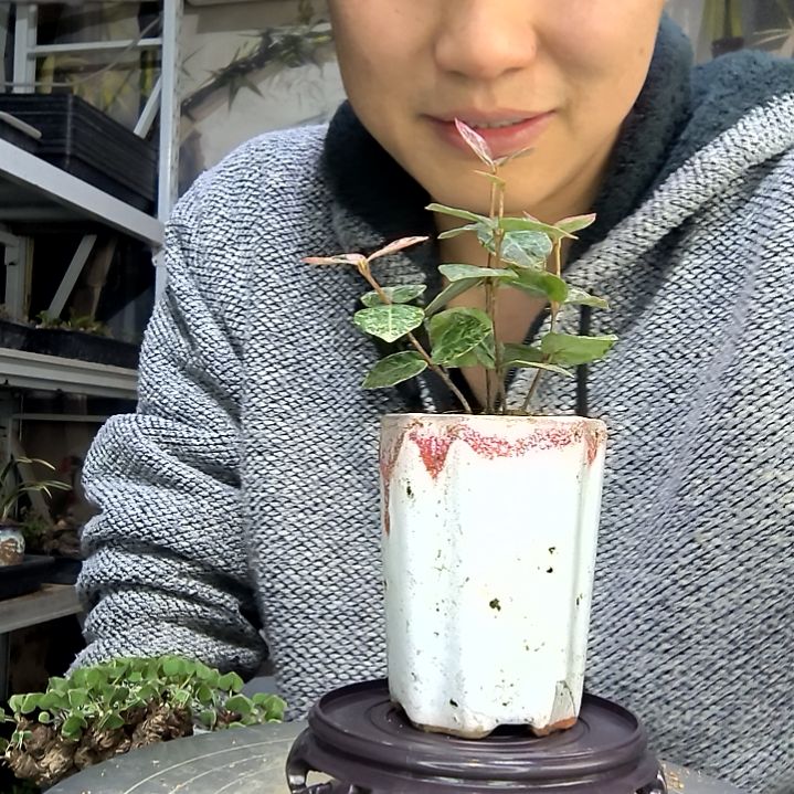 阿***莲中青园艺一物一拍花185