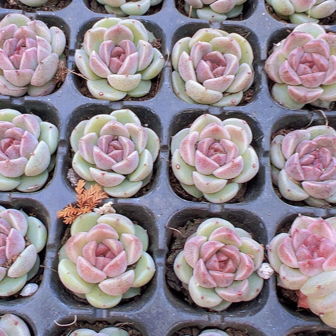 赤水浸苗5颗多肉植物