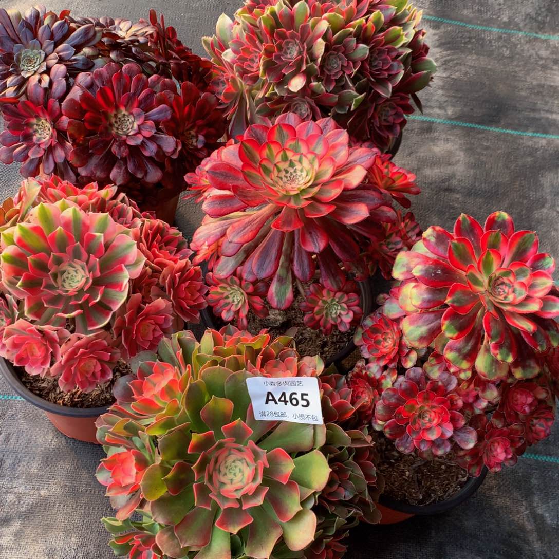 方*林465香妃粉体香奈儿女巫美肌浣纱黑铜