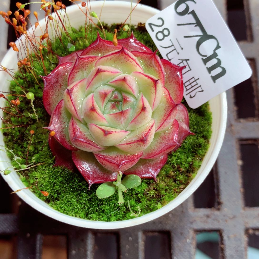 5厘米盆精控多肉677