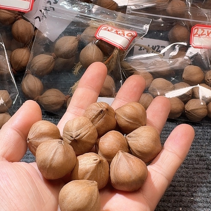 吊坠橄榄核叶2.5❌2.5