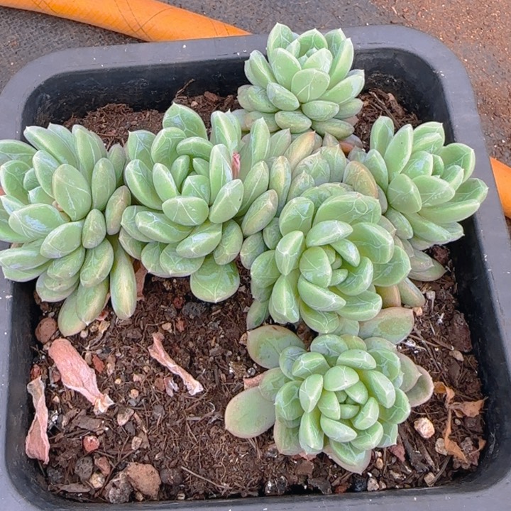 百搭翡翠多肉植物