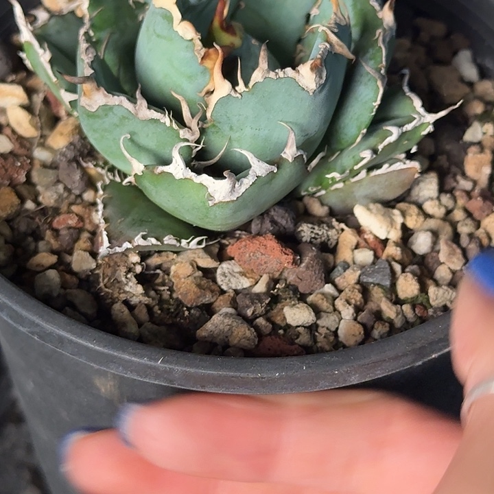 无花朵龙舌兰仁王冠白鲸