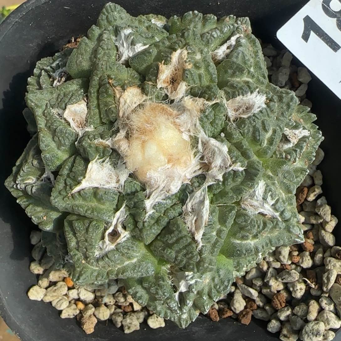 【闪购商品】自根大龟甲187