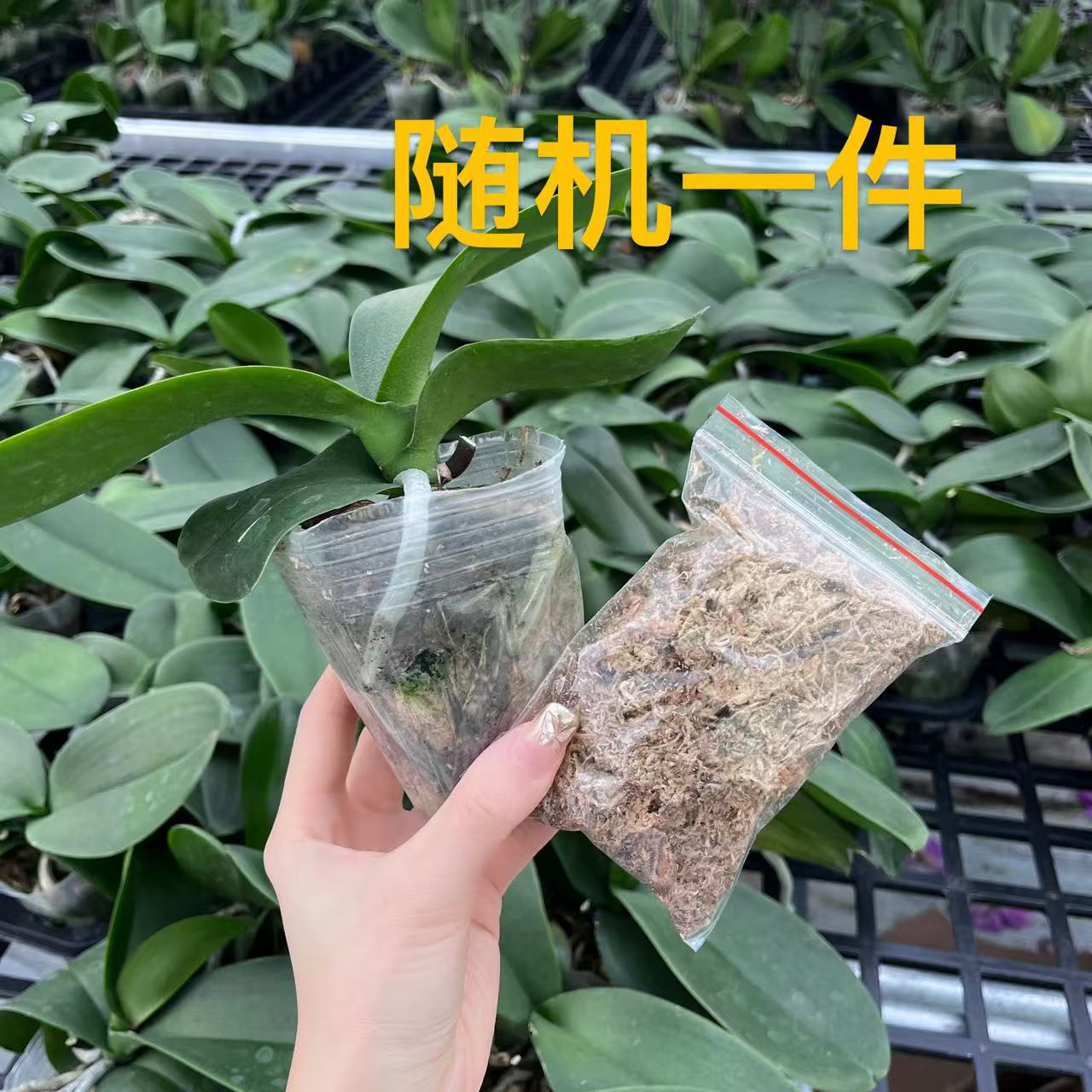 蝴蝶兰花后苗一颗（低温地区会冻伤 默认发水苔）
