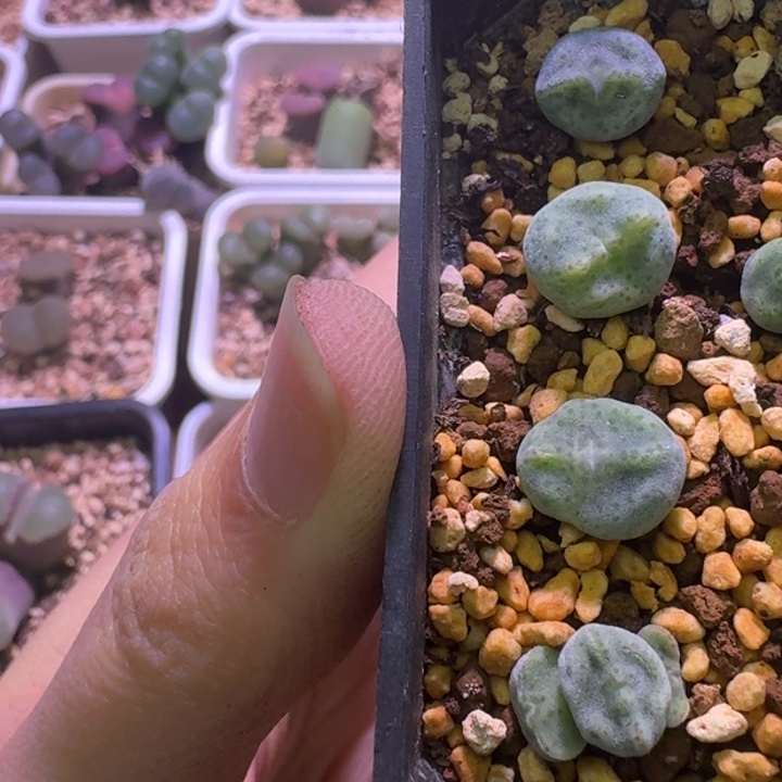 64号pv10043绿豆糕一物一拍