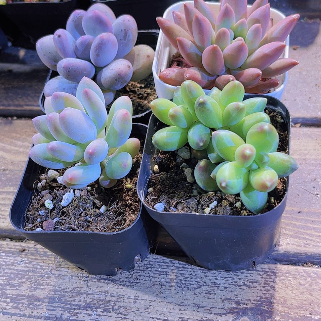 桃美人。  苹果奶。千代田。蜻蜓