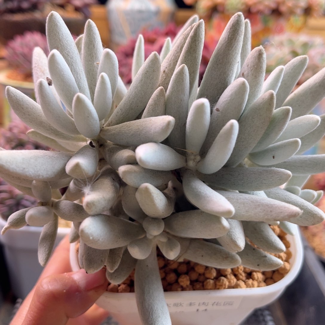 2.13-14银月11111111