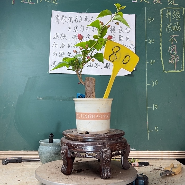 当前无花栽培后可以开花绿叶双色 小加仑盆80