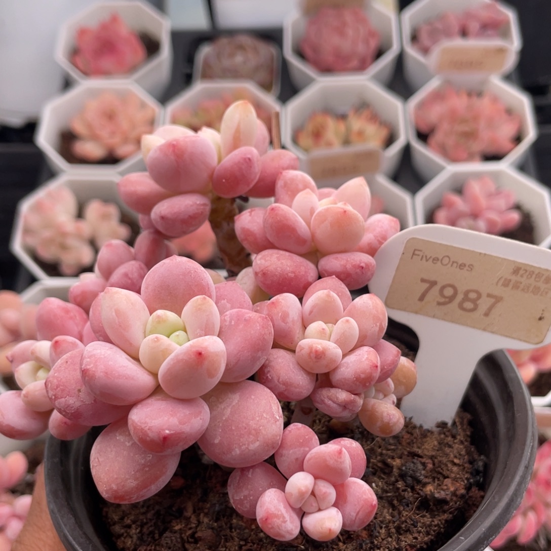 樱花洛神7987-11.0厘米