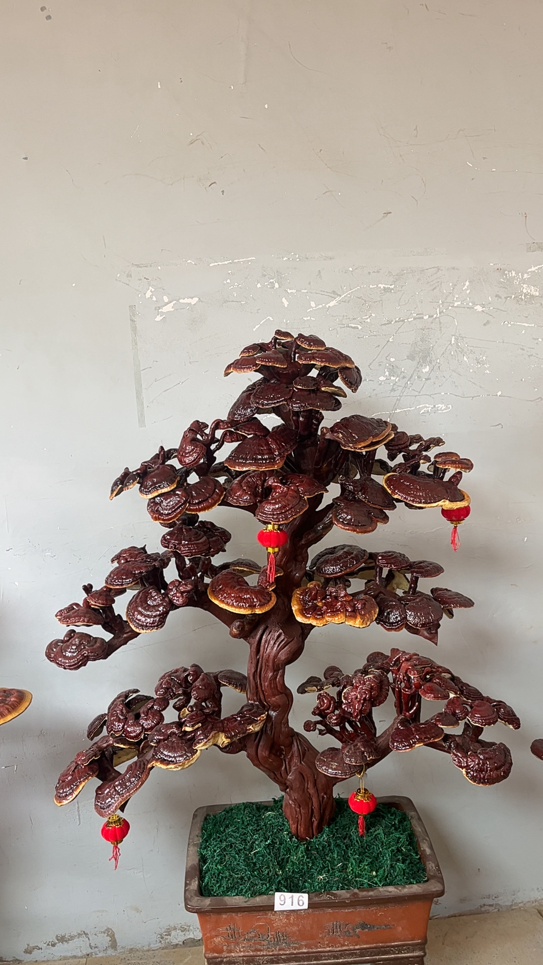 灵芝盆景盆栽可室内观赏可食用室内盆景