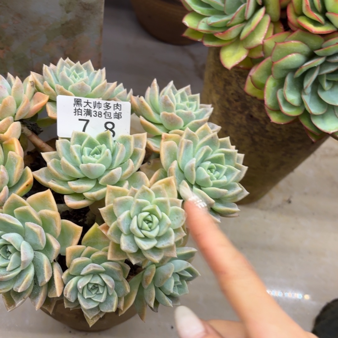 花***哈黑大帅多肉78哈利